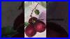 Apple-Painting-Oil-On-Canvas-Original-Art-Art-Landscapepainting-Oiloncanvaspainting-Painting-01-dmu