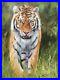 DAVID-STRIBBLING-Original-Oil-on-Canvas-TIGER-Signed-01-daxy