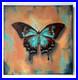 Painting-Oil-on-Canvas-Beautiful-Butterfly-Original-Contemporary-Interior-Art-01-zlf